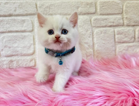 British Shorthair 2 Aylık Kar Beyazı Yavrumuz
