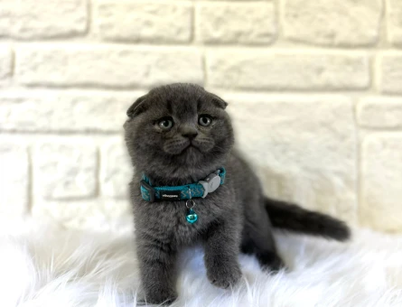 2 Aylık Scottish Fold Erkek
