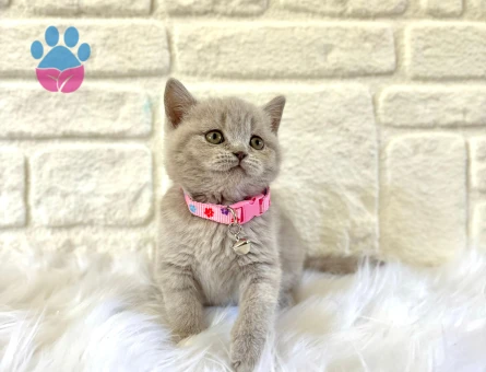 British Shorthair 2 Aylık Lilac Dişi Yavrumuz