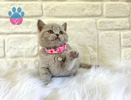 British Shorthair 2 Aylık Lilac Dişi Yavrumuz