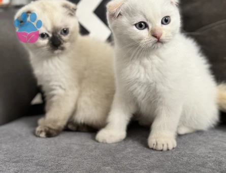 Scottish bebeklerimize yuva arıyoruz