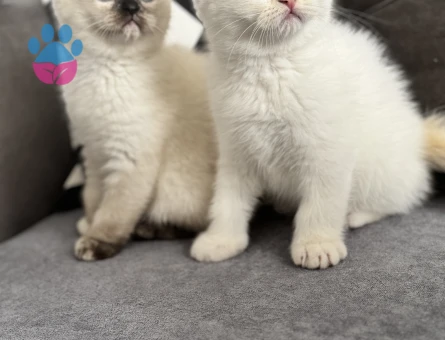 Scottish bebeklerimize yuva arıyoruz