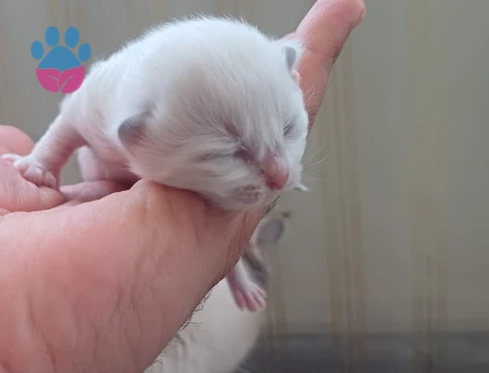 Scottish Fold - Long Hair dişi ve erkek yavrular