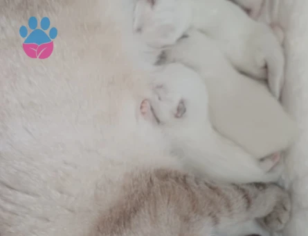 Scottish Fold - Long Hair dişi ve erkek yavrular