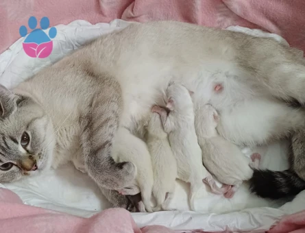 Scottish Fold - Long Hair dişi ve erkek yavrular