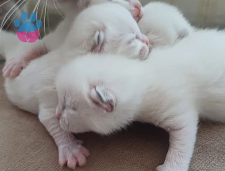 Scottish Fold - Long Hair dişi ve erkek yavrular