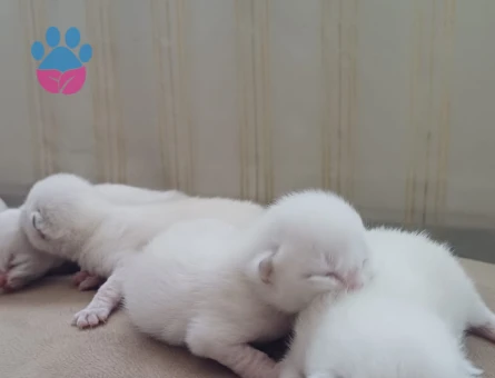 Scottish Fold - Long Hair dişi ve erkek yavrular