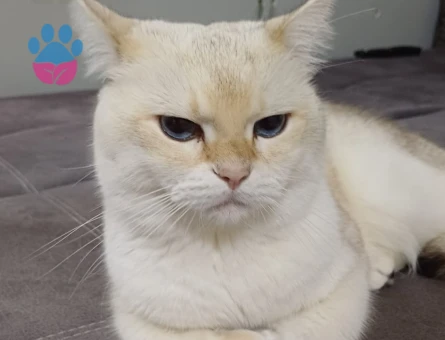Scottish Fold - Long Hair dişi ve erkek yavrular