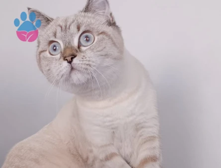 Scottish Fold - Long Hair dişi ve erkek yavrular