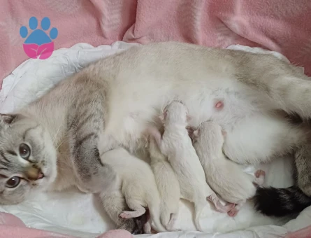 Scottish Fold - Long Hair dişi ve erkek yavrular