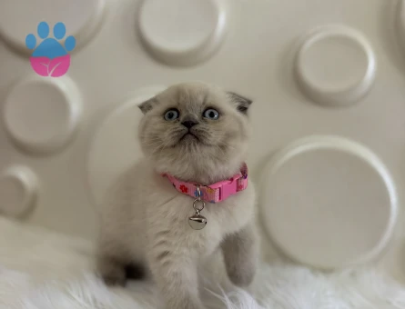 Scottish Fold Bluepoint Dişi 2 Aylık