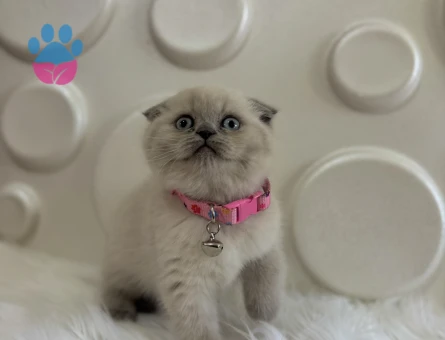 Scottish Fold Bluepoint Dişi 2 Aylık