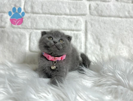 Scottish Fold Gri Top Kafa Dişi 2 Aylık