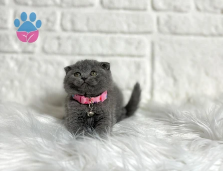 Scottish Fold Gri Top Kafa Dişi 2 Aylık