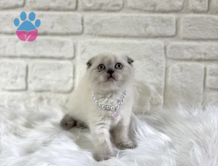 2 Aylık Scottish Fold Yavrumuz Dişi