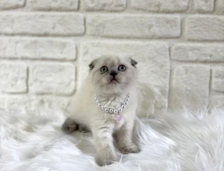 2 Aylık Scottish Fold Yavrumuz Dişi