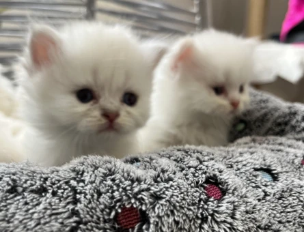 Scottish Straight Dişi ve Erkek