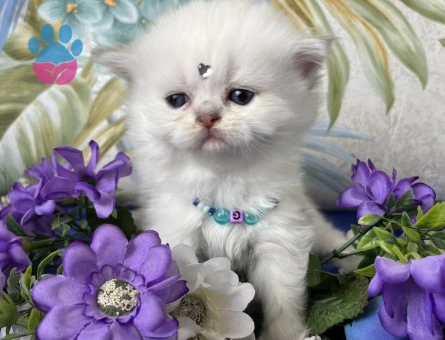 Scottish Straight Dişi ve Erkek