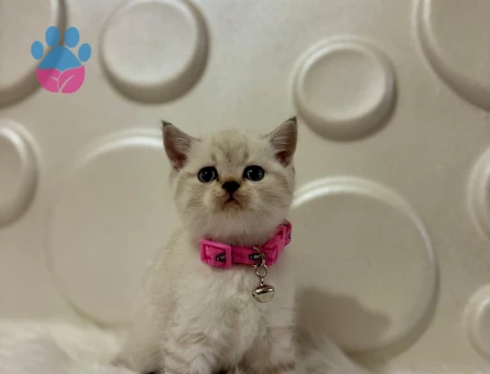 British Shorthair Lynx Point Dişi