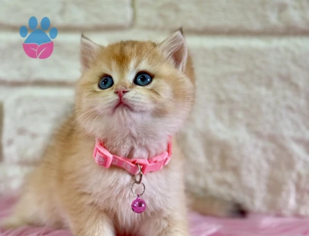 British Shorthair Golden Dişi 2 Aylık Topaç Kafa