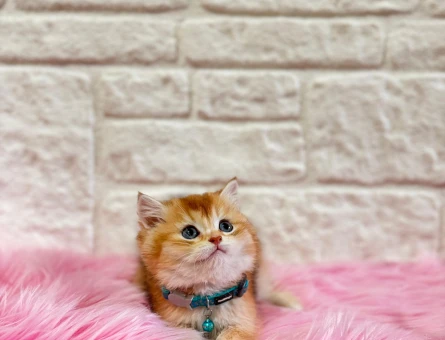 British Shorthair Golden Ny11 Koca Kafa Erkek