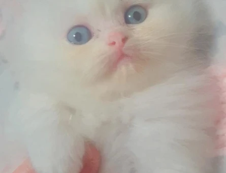 Beyaz Longhair Yavru Kedi 1 Yaşında