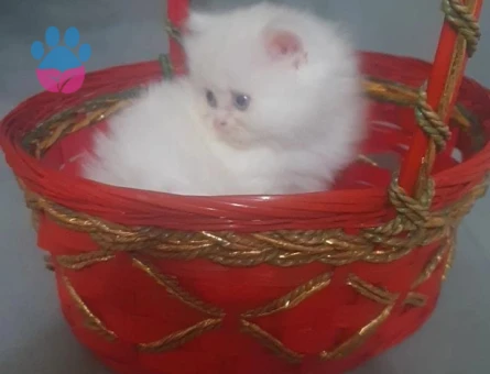Beyaz Longhair Yavru Kedi 1 Yaşında