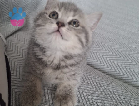 3 Aylık British Shorthair Dişi