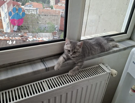 3 Aylık British Shorthair Dişi