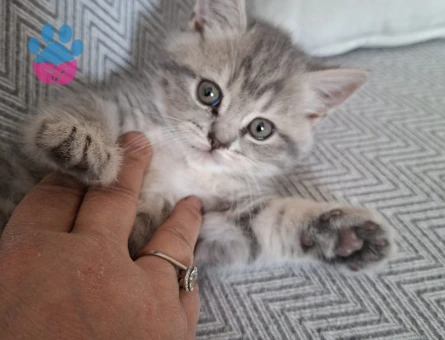 3 Aylık British Shorthair Dişi