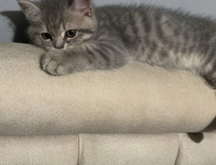 3 Aylık British Shorthair Dişi