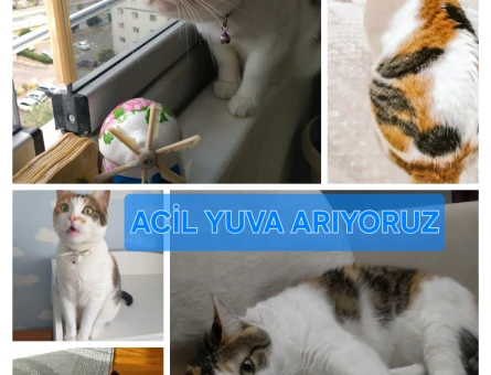 Tekir 5 Yaşında Acil Yuva Arıyoruz