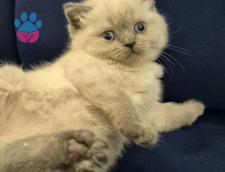 2 Aylık Minik yavrularımız British Shorthair