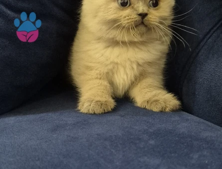 2 Aylık Minik yavrularımız British Shorthair