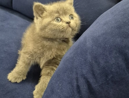 2 Aylık Minik yavrularımız British Shorthair