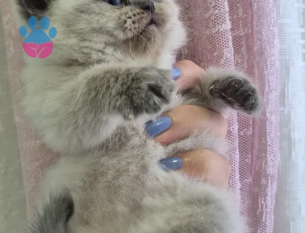 2 Aylık Minik yavrularımız British Shorthair