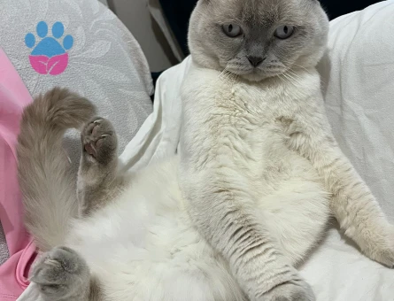 Erkek kedimize dişi kedi arıyoruz çiftleştirmek için