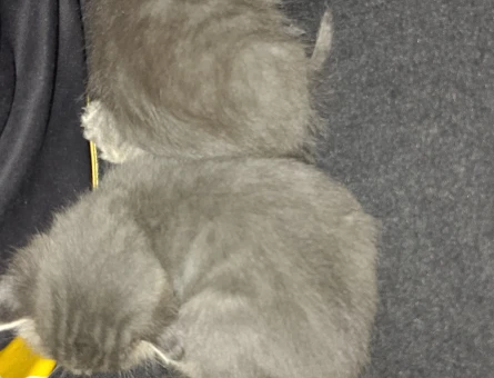 Dişi 2 Aylık Yavrular British Shorthair