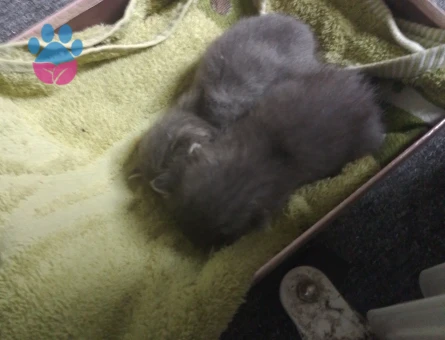 Dişi 2 Aylık Yavrular British Shorthair