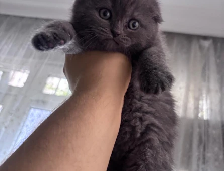 Scottish Fold Dişi 2 Aylık Yavrumuz