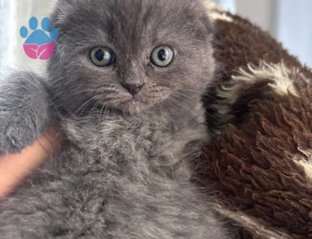 Scottish Fold Dişi 2 Aylık Yavrumuz