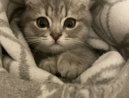 3 ay Scottish fold Erkek Kedim Yuva Arıyor