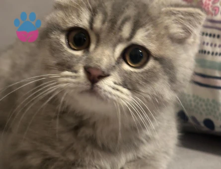 3 ay Scottish fold Erkek Kedim Yuva Arıyor