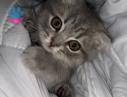 3 ay Scottish fold Erkek Kedim Yuva Arıyor