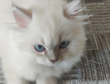 British Shorthair yavru erkek 2 Aylık - 4561