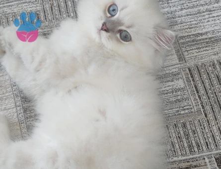 British Shorthair yavru erkek 2 Aylık