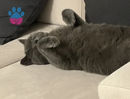 2 yaşında british shorthair dişi