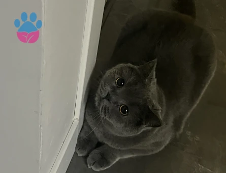 2 yaşında british shorthair dişi