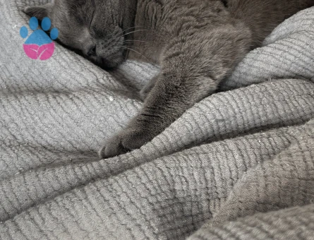 2 yaşında british shorthair dişi