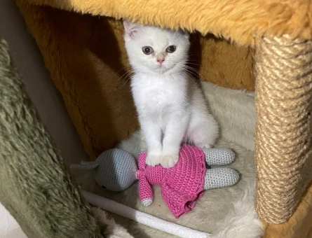 5 Aylık British Shorthair Blue Point - 4565